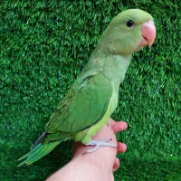 جوجه ملنگو های استثنایئ