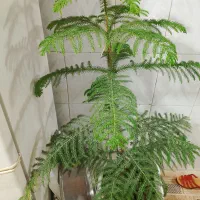 گل کاج