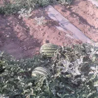 هندوانه شیرین
