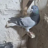 دوتا بهبونی بزن