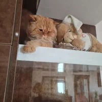 گربه پرشین اصل گلد