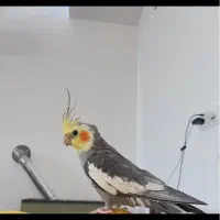 *گمشده*