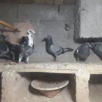 جوجه پلاکی درجه یک