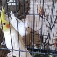 عروس هلندی