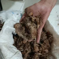 پیاز زعفران.