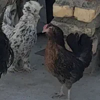 مرغ
