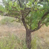 فروش-باغچه
