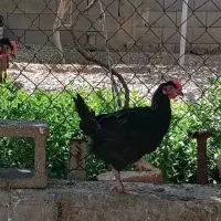 خروس محلی
