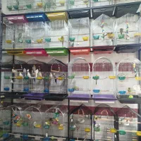 خرید و فروش انواع پرندگان زینتی