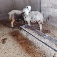 میش داشتی 2راس 2تا بره ماده داشتی