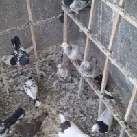 کبوتر برای فروش
