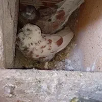 کبوتر  ساعت سنگین