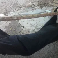 مشک