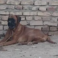 بول ماستیف(باکسر)