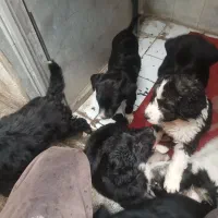 سگ۴ماهه