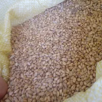 گندم|خوردنی و آشامیدنی|خوی, |دیوار