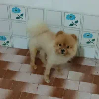 سگ پامر خرسی