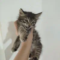 گربه