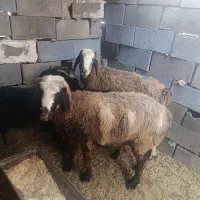میش