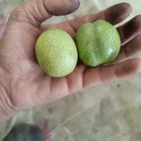 گردوتازه با پوست سبز ودرجه یک درشت و یکدست