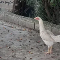 مرغ لاری
