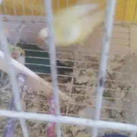 بچه است