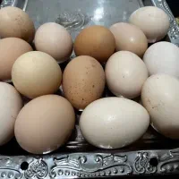 تخم مرغ محلی تازه نطفه دار