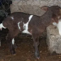 بره ناقلا، ماده شیر خور