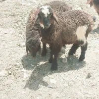 بره