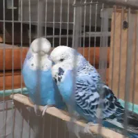 مرغ عشق|پرنده|مسجد سلیمان, |دیوار