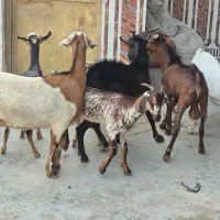 کهره داشتی و گوشتی