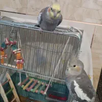 عروس هلندی گمشده خاکستری