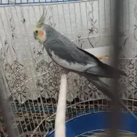 طوطی عروس هلندی