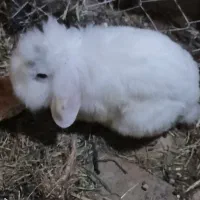خرگوش لوپ، معاوضه
