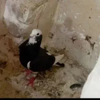 کفتر سینه سیاه ابلق