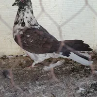 کبوتر پیدا شده