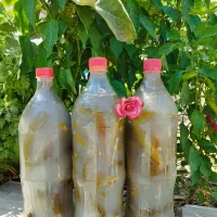 خیارشور ریز درجه یک تازه
