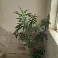 گل ژاله|گل و گیاه طبیعی|سنندج, |دیوار