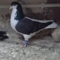 چنتا پرنده