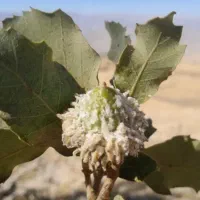 عسل دیم|خوردنی و آشامیدنی|ایلام, |دیوار