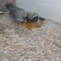 جوجه