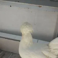 مرغ وخروس سلطان