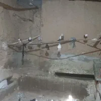 کوتر|پرنده|شیرین‌سو, |دیوار