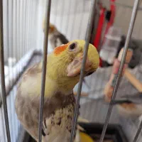 عروس هلندی نر و ماده