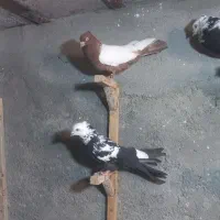 کبوتر