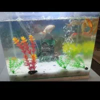 آکواریوم خانگی شیشه خم