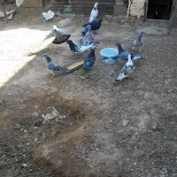 کفتر