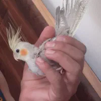 یک جفت عروس مولد و یک جوجه ۲ ماهه