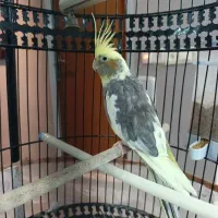 عروس هلندی دستی