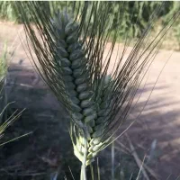 گندم درووم یاواروس و مهرگان 5 تن